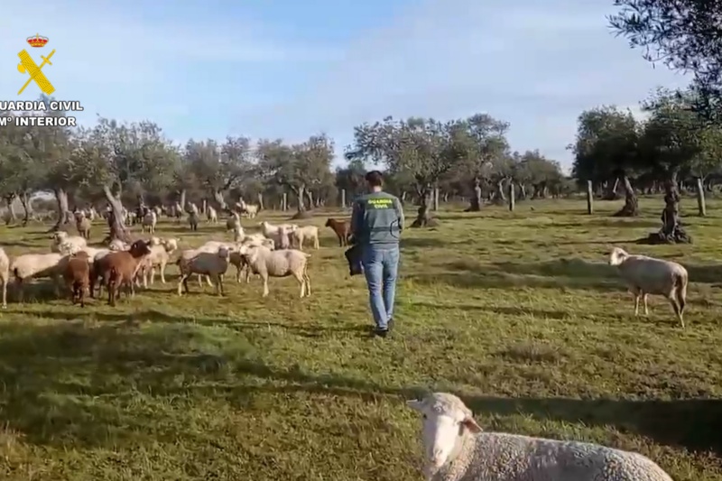 Detenida una persona por el hurto de más de 260 ovejas y de material ganadero