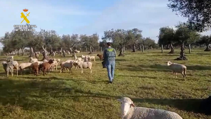 Detenida una persona por el hurto de más de 260 ovejas y de material ganadero