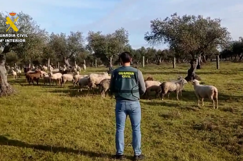 Detenida una persona por el hurto de más de 260 ovejas y de material ganadero