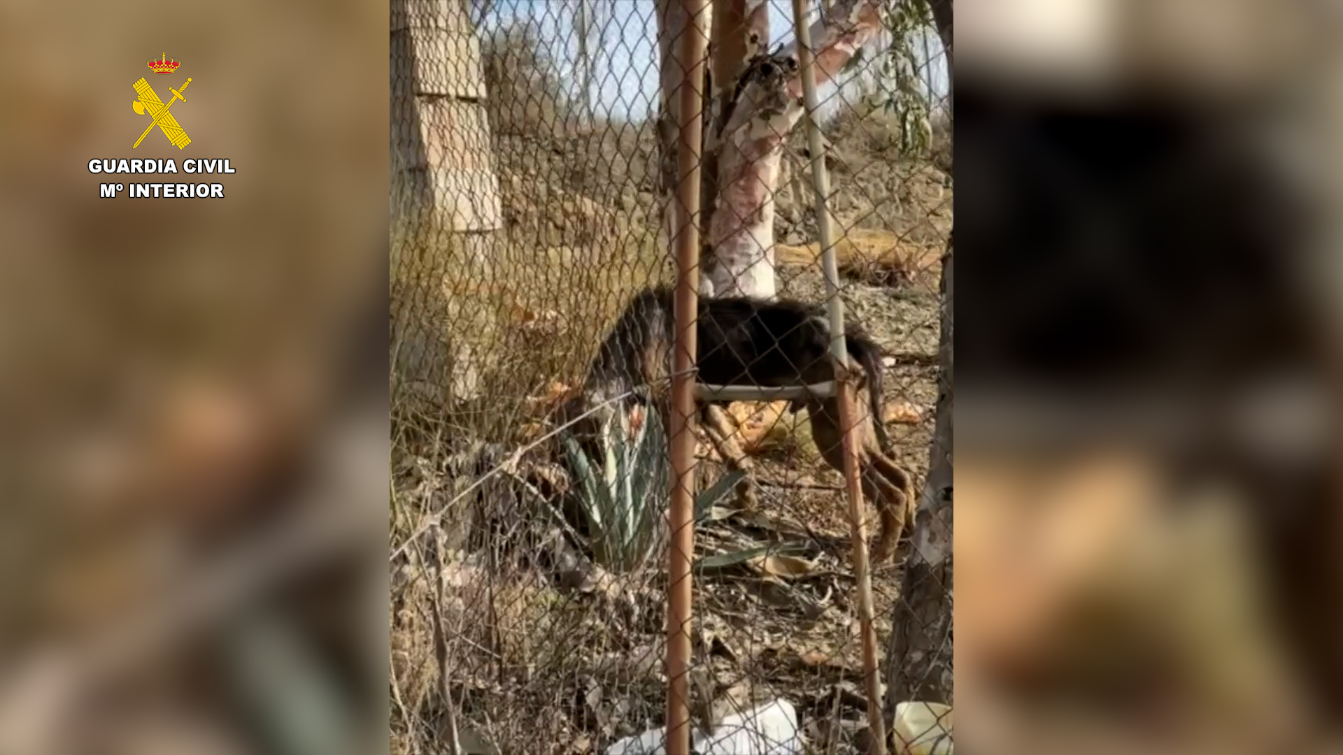 Rescatados 195 animales maltratados en la provincia de Málaga