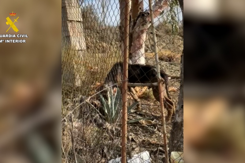 Rescatados 195 animales maltratados en la provincia de Málaga