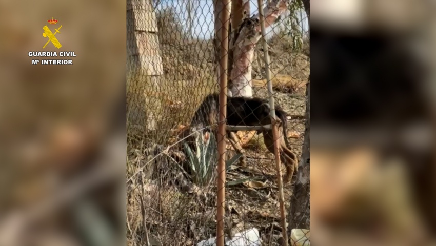 Rescatados 195 animales maltratados en la provincia de Málaga