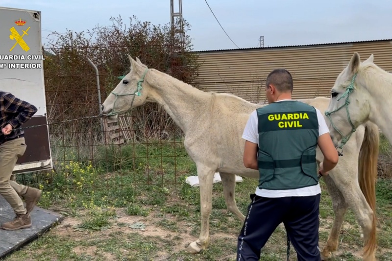 Rescatados 195 animales maltratados en la provincia de Málaga