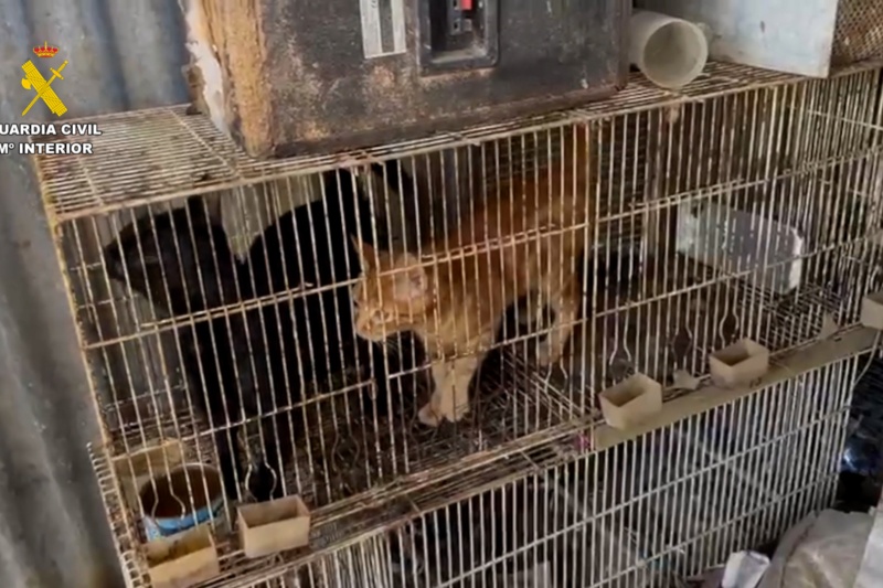 Rescatados 195 animales maltratados en la provincia de Málaga
